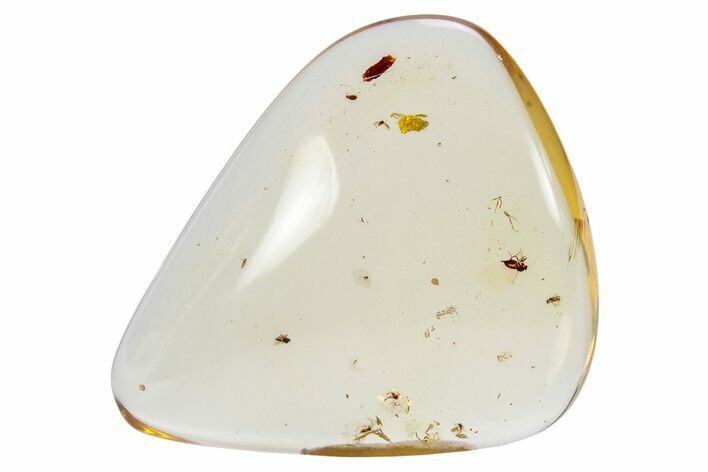 Polished Colombian Copal ( g) - Contains Insects! #264503